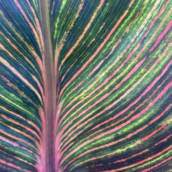 multi coloured leaf