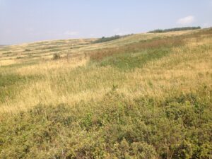 Green grasslands with tress in the background